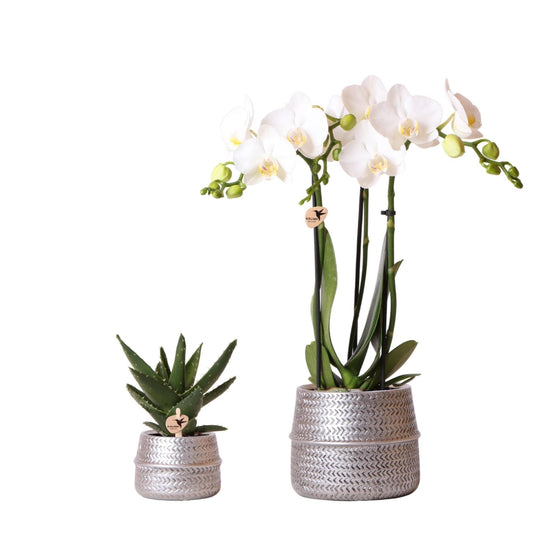 Kolibri Company - Pflanzenset Groove silber | Set mit weißer Phalaenopsis Orchidee Amabilis Ø9cm und grüner Sukkulente Crassula Ovata Ø6cm | inkl. silbernen Keramik-Ziertöpfen - grüne-wurzel