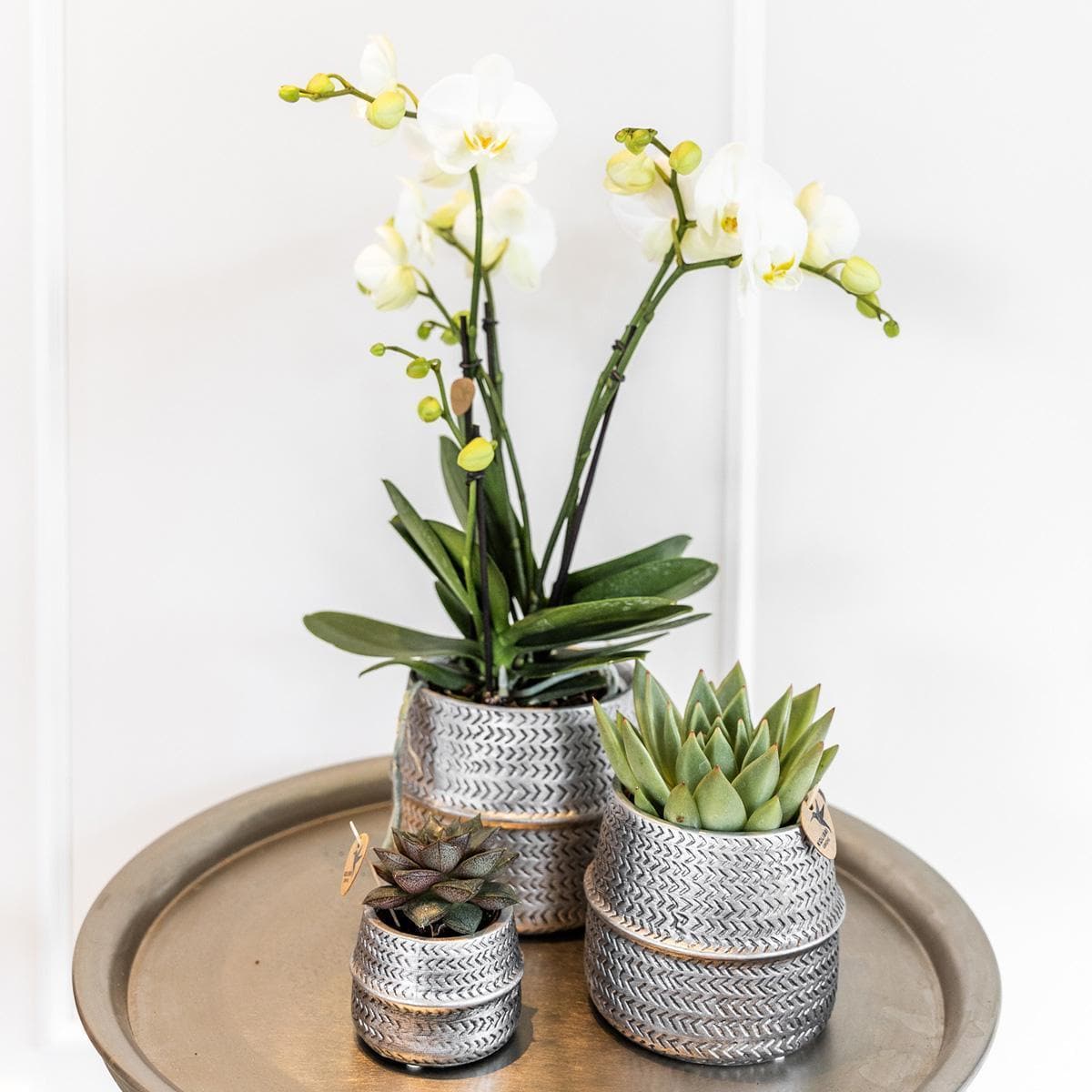 Kolibri Company - Pflanzenset Groove silber | Set mit weißer Phalaenopsis Orchidee Amabilis Ø9cm und grüner Sukkulente Crassula Ovata Ø6cm | inkl. silbernen Keramik-Ziertöpfen - grüne-wurzel