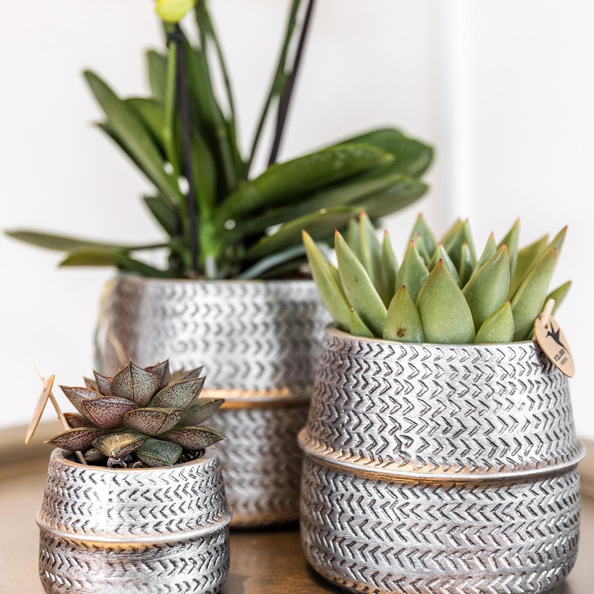 Kolibri Company - Pflanzenset Groove silber | Set mit weißer Phalaenopsis Orchidee Amabilis Ø9cm und grüner Sukkulente Crassula Ovata Ø6cm | inkl. silbernen Keramik-Ziertöpfen - grüne-wurzel