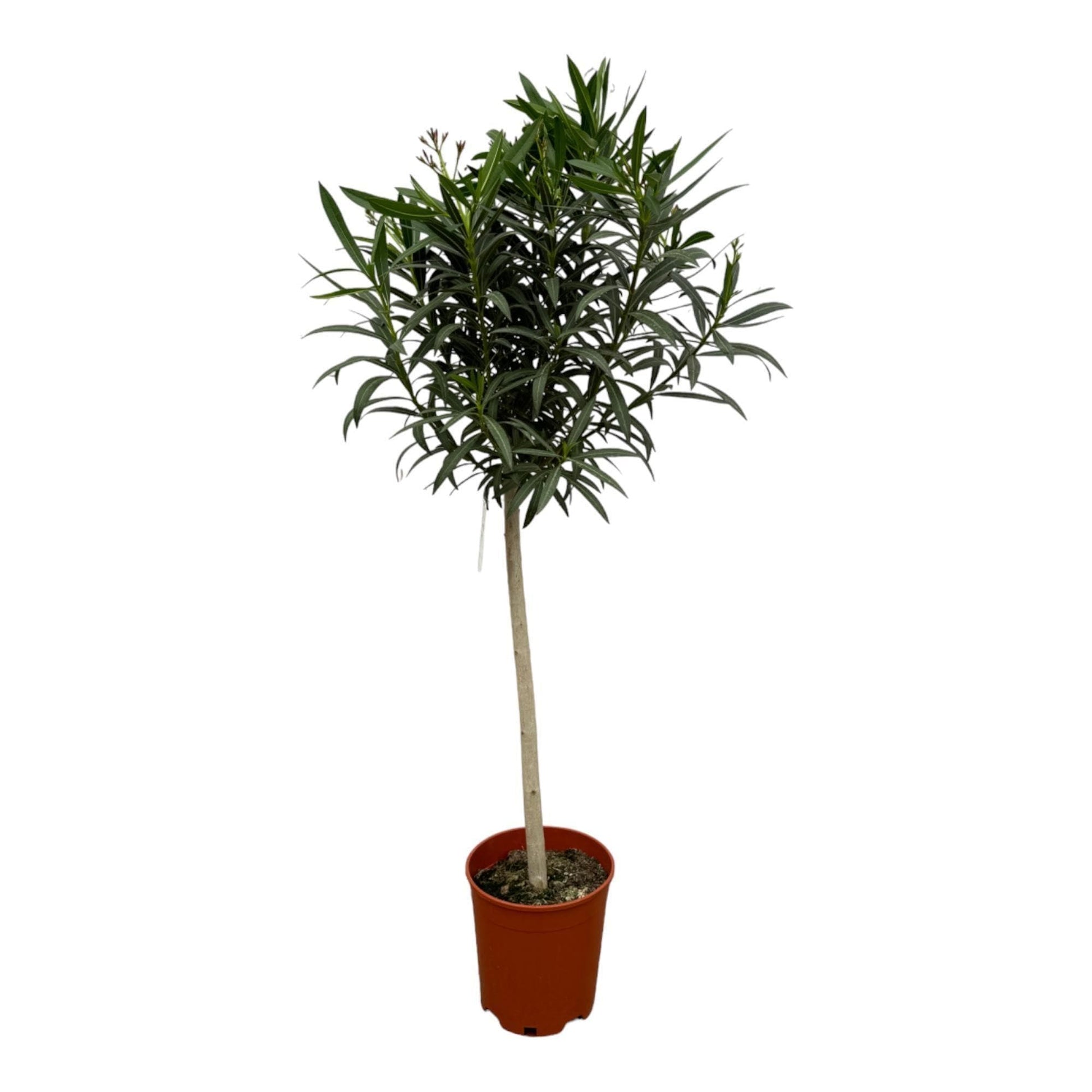 Nerium Oleander op stam met rode bloem - 190 cm - Ø31cm - grüne-wurzel