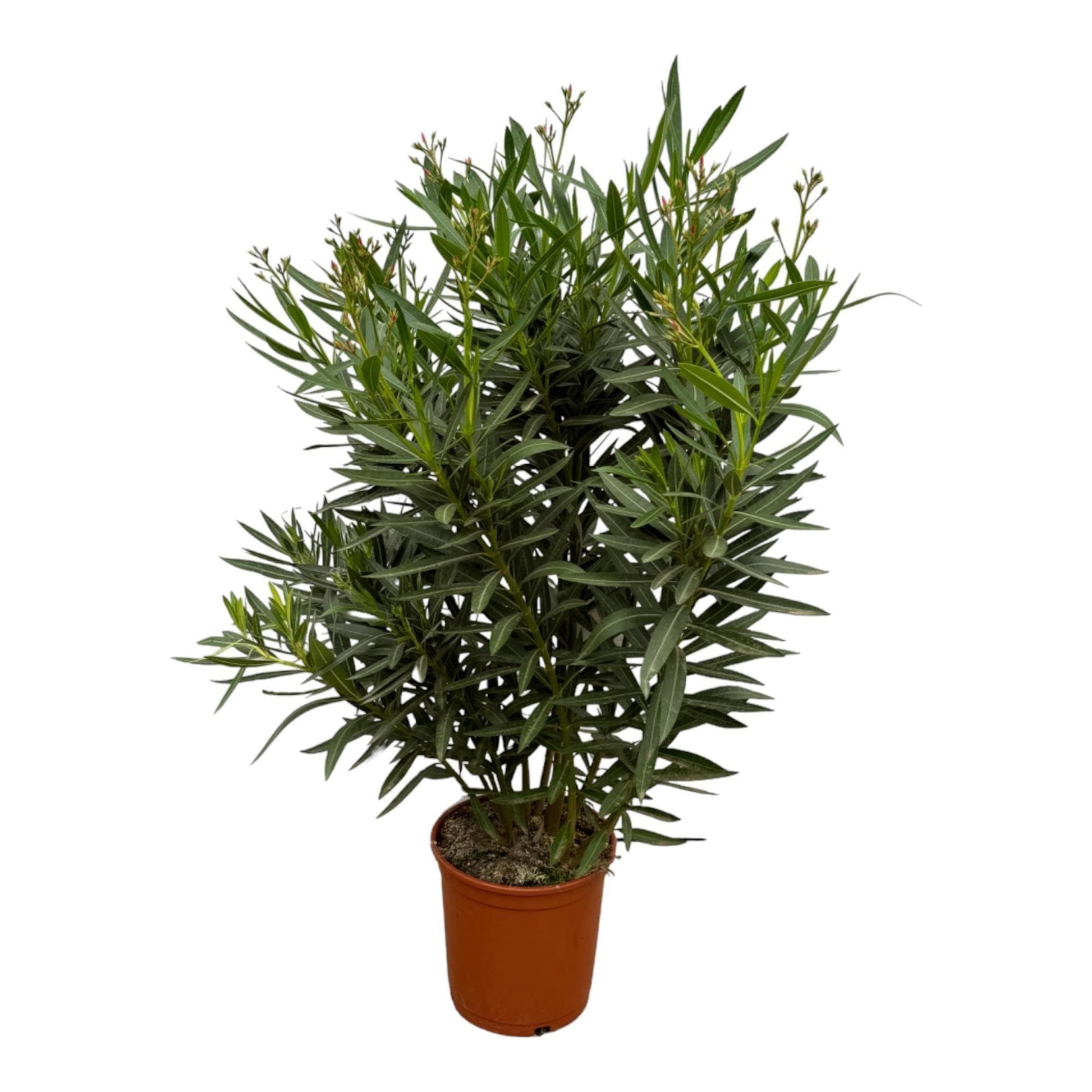 Nerium Oleander struik met rode bloem - 110 cm - Ø27cm - grüne-wurzel