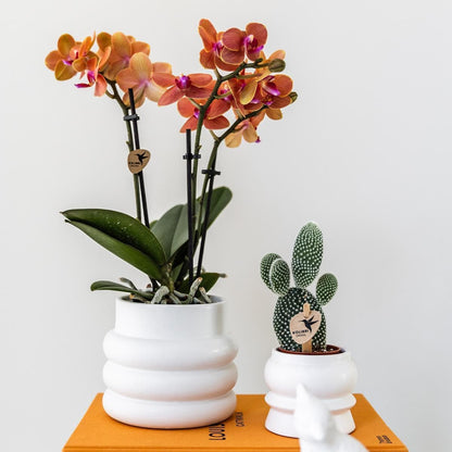 Kolibri Orchids | Orange Phalaenopsis Orchidee - Mineral Bolzano + Bubble Topf weiß - Topfgröße Ø9cm | blühende Zimmerpflanze - frisch vom Züchter - grüne-wurzel