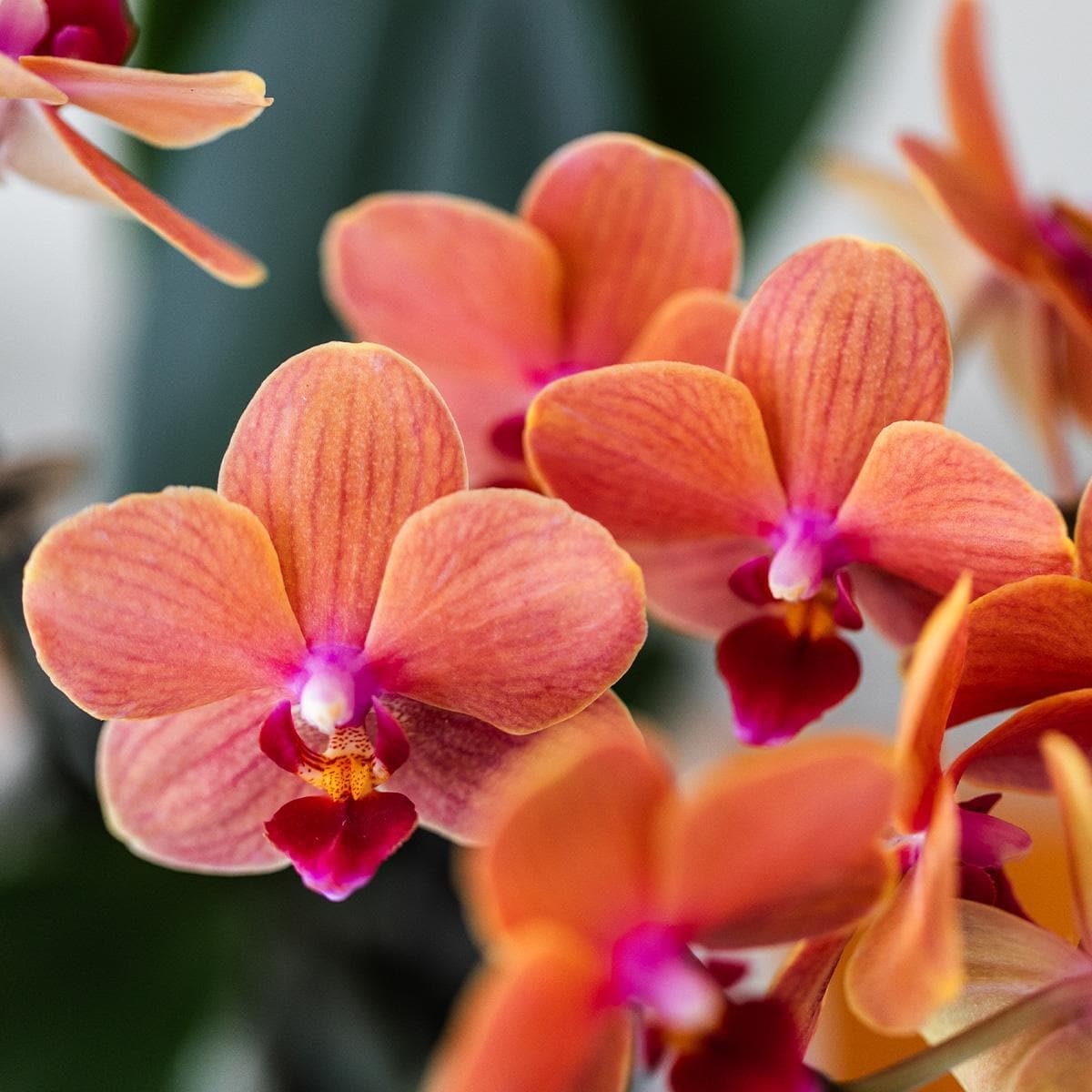 Kolibri Orchids | Orange Phalaenopsis Orchidee - Mineral Bolzano + Bubble Topf weiß - Topfgröße Ø9cm | blühende Zimmerpflanze - frisch vom Züchter - grüne-wurzel