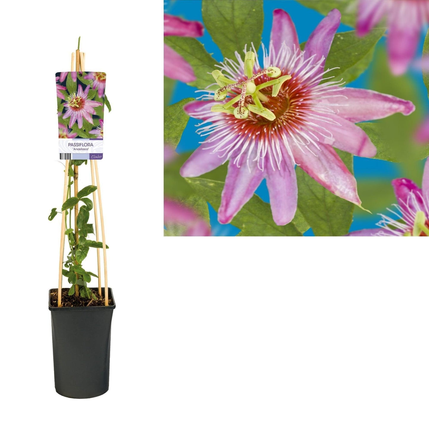 Passiflora 'Anastasia' +light Label - grüne-wurzel