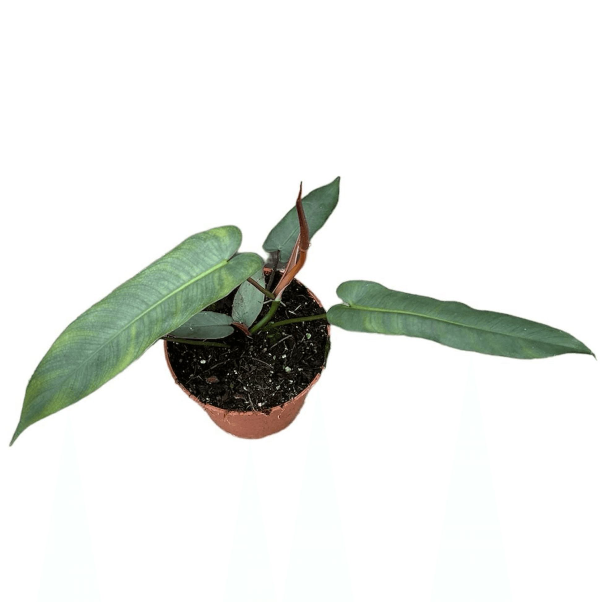 Philodendron Atabapoense Jungpflanze - Elegante Exotische Zimmerpflanze Ø14cm ↕20cm - Grüner Luftreiniger - grüne-wurzel