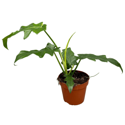 Philodendron Bob Cee - Trendige Tropenpflanze - Ø17cm Topf, Wuchshöhe 30cm grüne Zimmerpflanze - grüne-wurzel