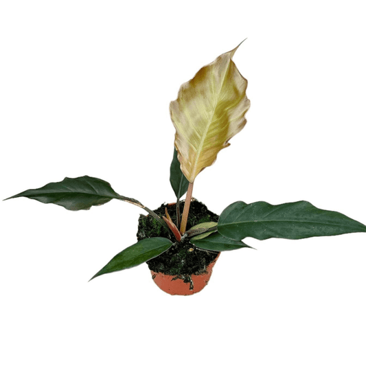 Philodendron Choco Empress – Elegante Zierpflanze, Topf Ø10,5cm, Höhe 15cm grüne Zimmerpflanze dunkel - grüne-wurzel