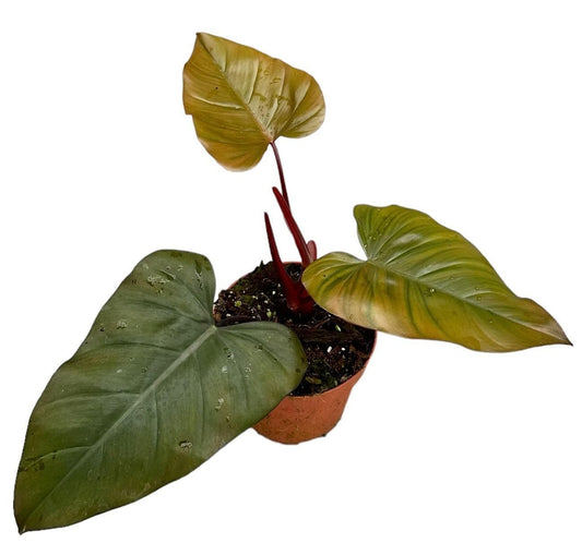 Philodendron Dark Lord - Ø17cm - ↕30cm - grüne-wurzel