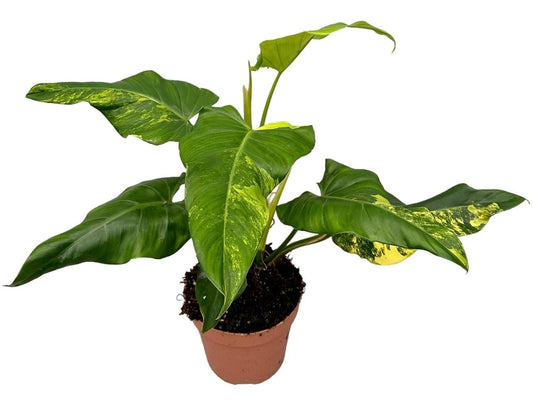 Philodendron Domesticum Variegata - Ø17cm - ↕50cm - grüne-wurzel