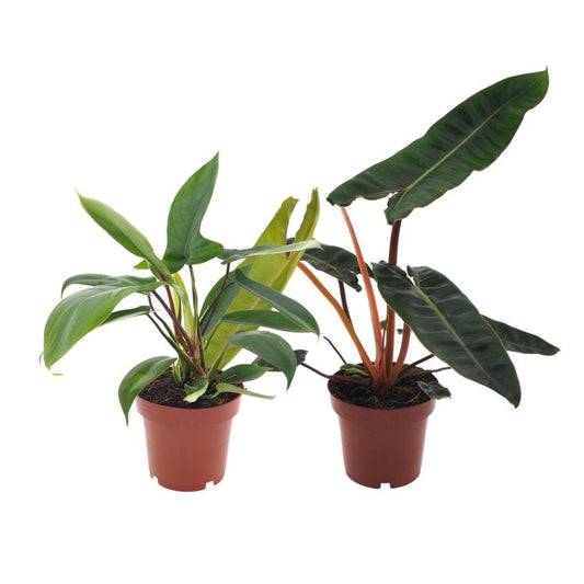 Philodendron Duo Billietiae/Florida Green - 2 Stücke - Ø12cm - ↕25cm - grüne-wurzel