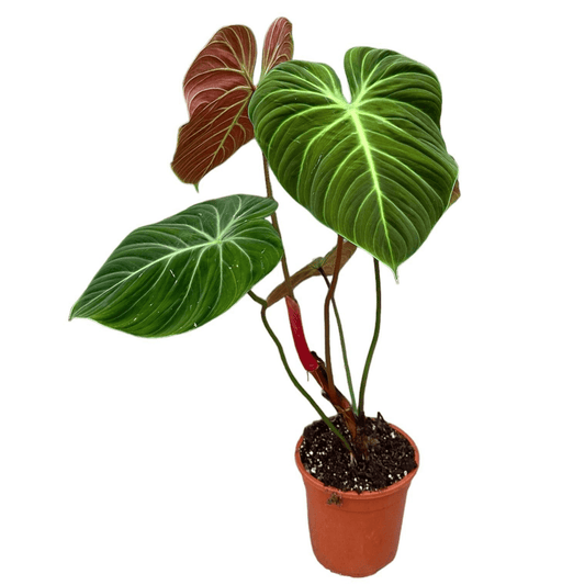 Philodendron El Choco Red - Eleganter Grün-Akzent Ø19cm Topf, Höhe ↕30cm - Exklusive Sammlerstücke grüne Zimmerpflanze - grüne-wurzel