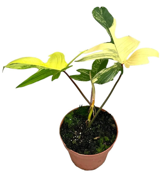 Philodendron Florida Beauty Variegata - Ø17cm - ↕30cm - grüne-wurzel