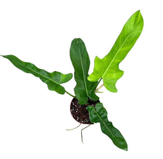 Philodendron Jerry Horne - Ø17cm - ↕30cm - grüne-wurzel