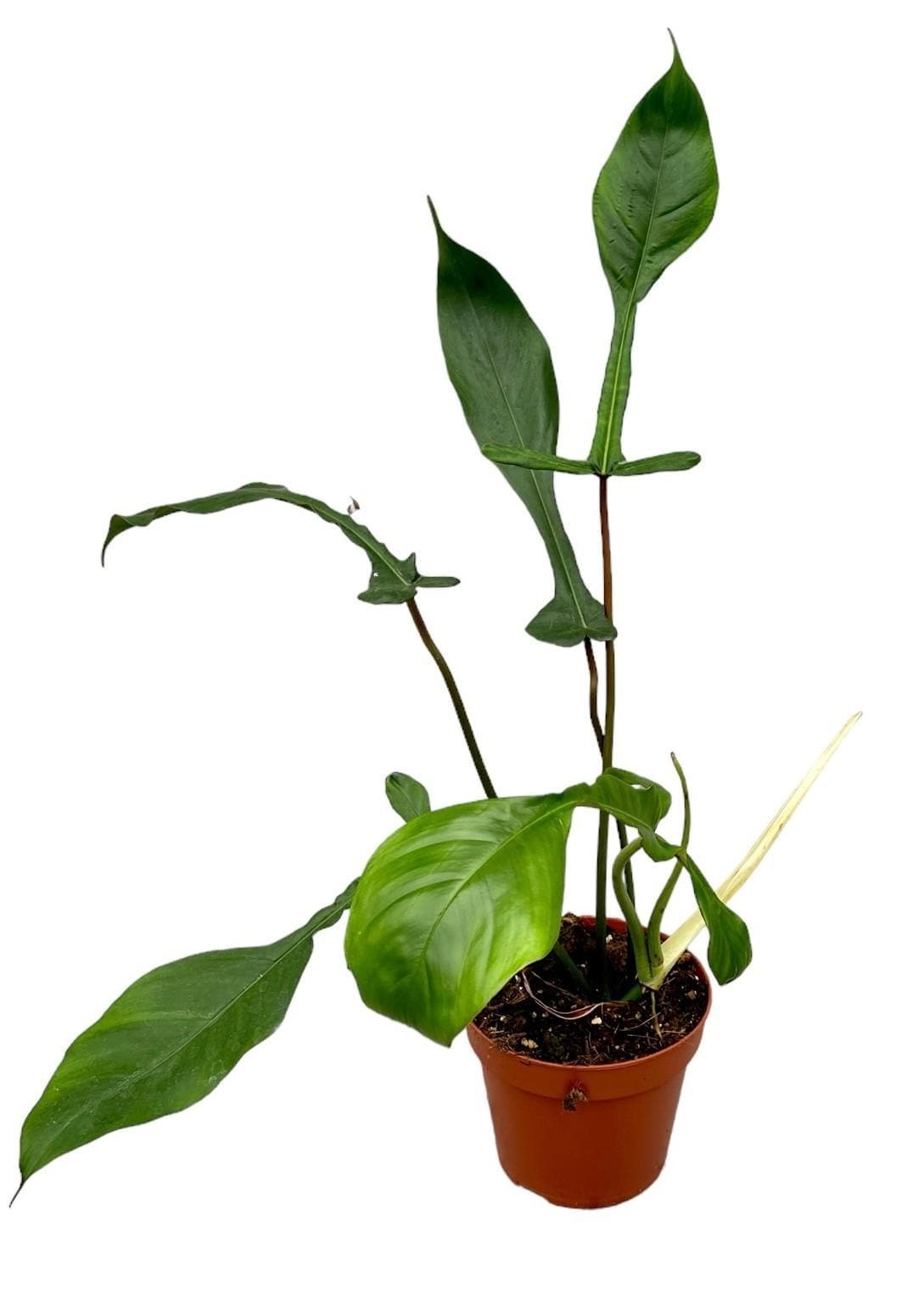 Philodendron Joepii - Ø17cm - ↕30cm - grüne-wurzel