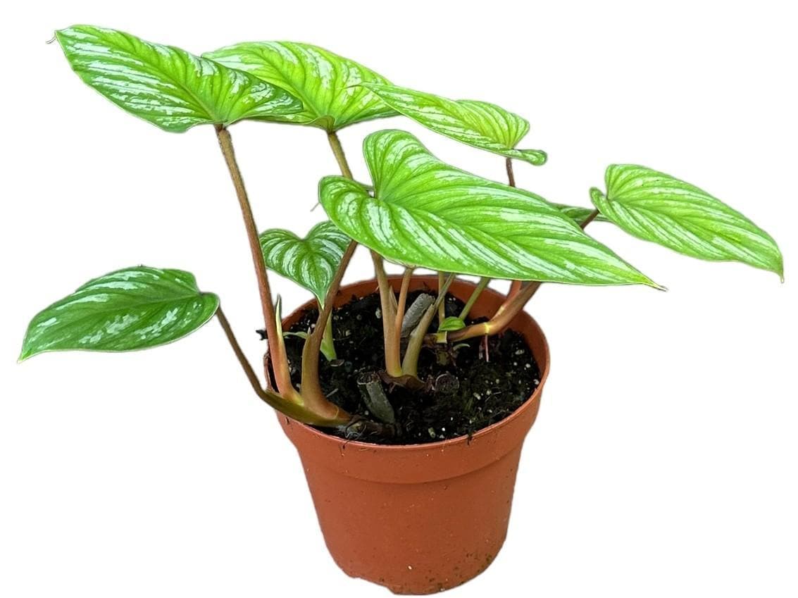 Philodendron Mamei - Ø17cm - ↕60cm - grüne-wurzel