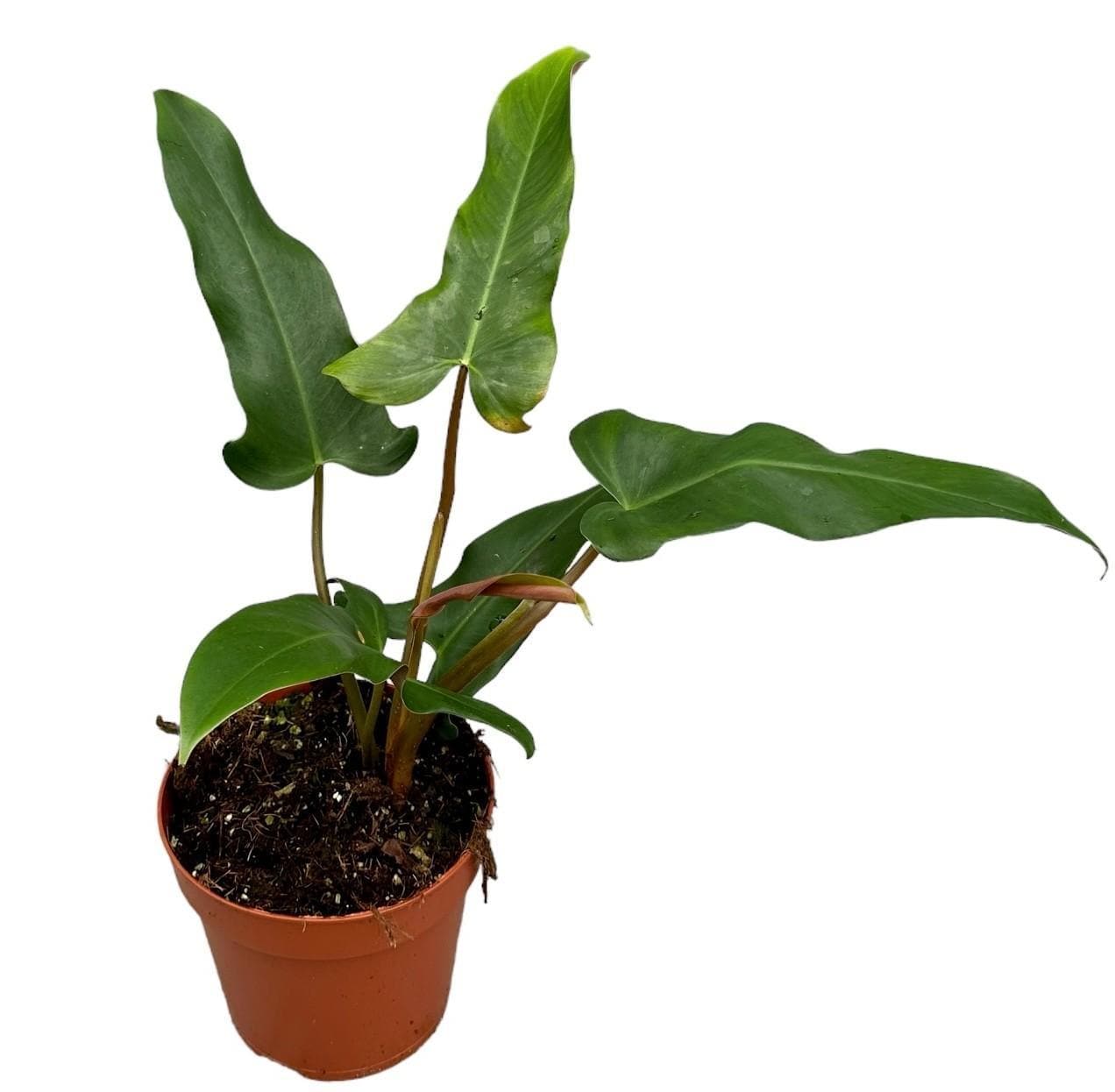 Philodendron Mexicanum - Ø17cm - ↕30cm - grüne-wurzel