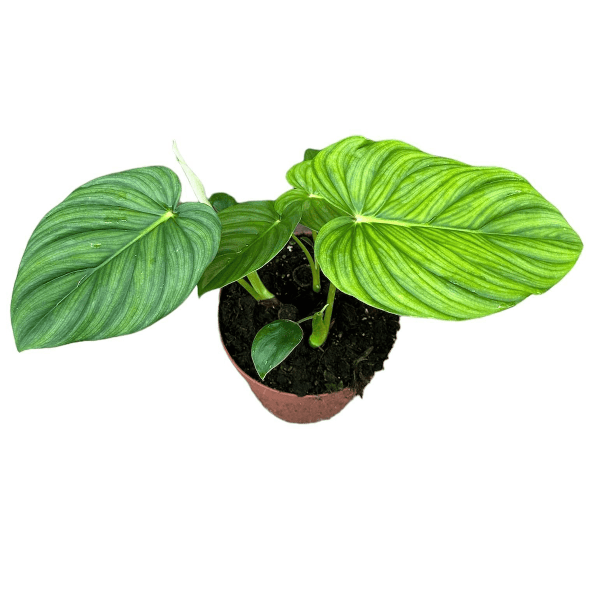 Philodendron Pastazanum: Majestätisches Grün Ø17cm ↕40cm Grüne Zimmerpflanze mit grpßen Blättern - grüne-wurzel