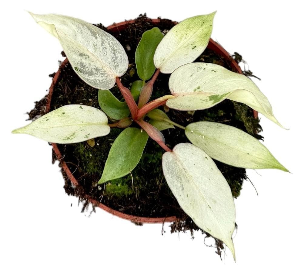 Philodendron Snowdrift - Ø10,5cm - ↕15cm - grüne-wurzel