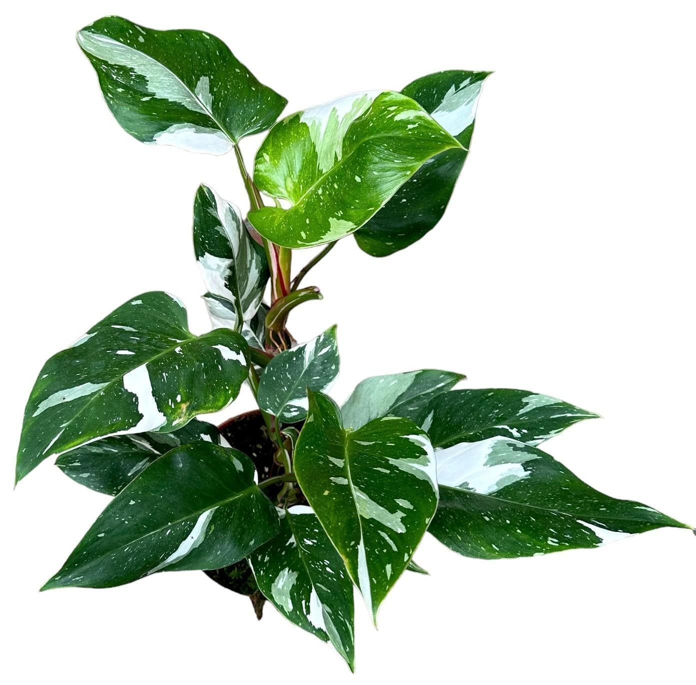 Philodendron White Princess - Ø17cm - ↕30cm - grüne-wurzel