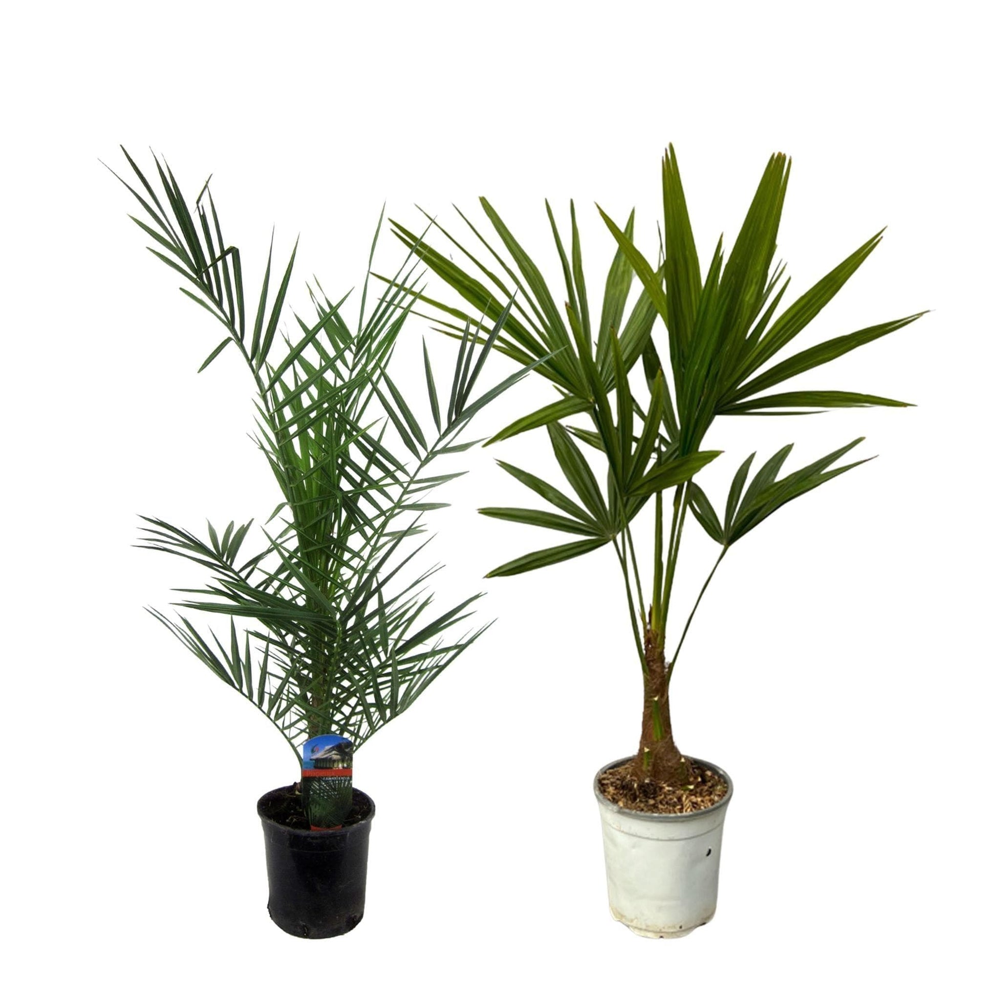 Phoenix Canariensis - 80 cm Ø15cm + Trachycarpus Fortuneii - 100 cm - Ø18cm - grüne-wurzel