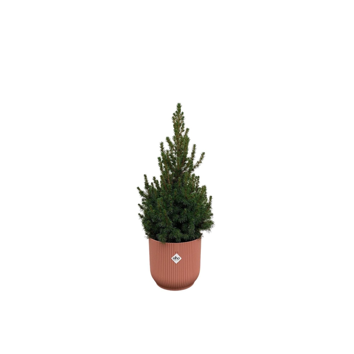 Picea Glauca Canadian Spruce in Elho Vibes Fold Round Blue Pot Ø22 - 60 cm - Rustic Houseplant