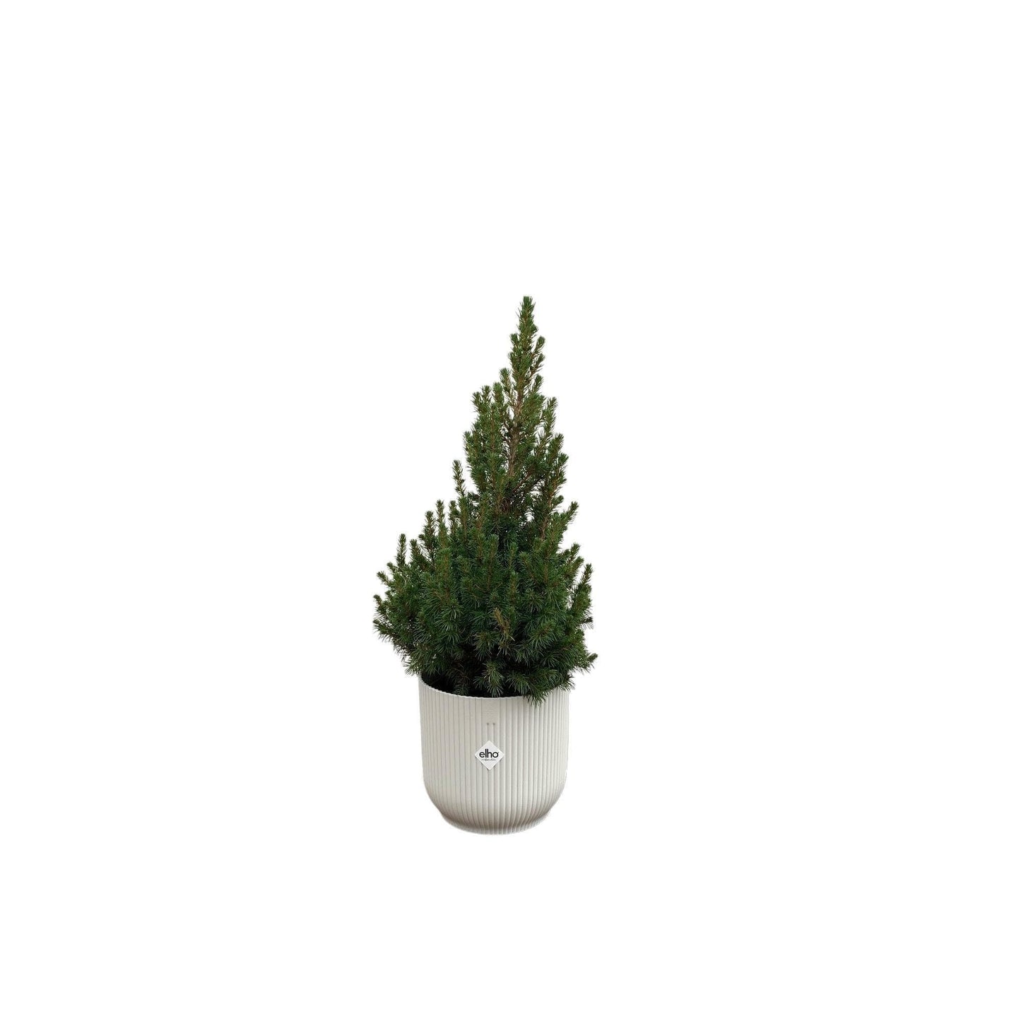 Picea Glauca Canadian Spruce in Elho Vibes Fold Round Blue Pot Ø22 - 60 cm - Rustic Houseplant