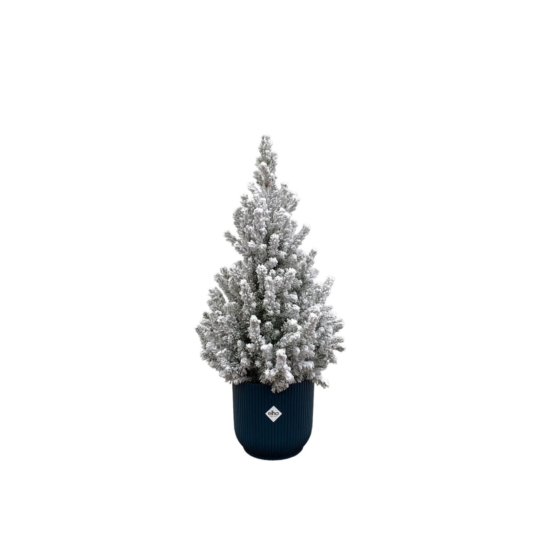 Picea Glauca Schneebedeckt mit Elho Vibes Fold Topf Blau - Ø22cm, 60cm Zimmerpflanze Dekoration - grüne-wurzel