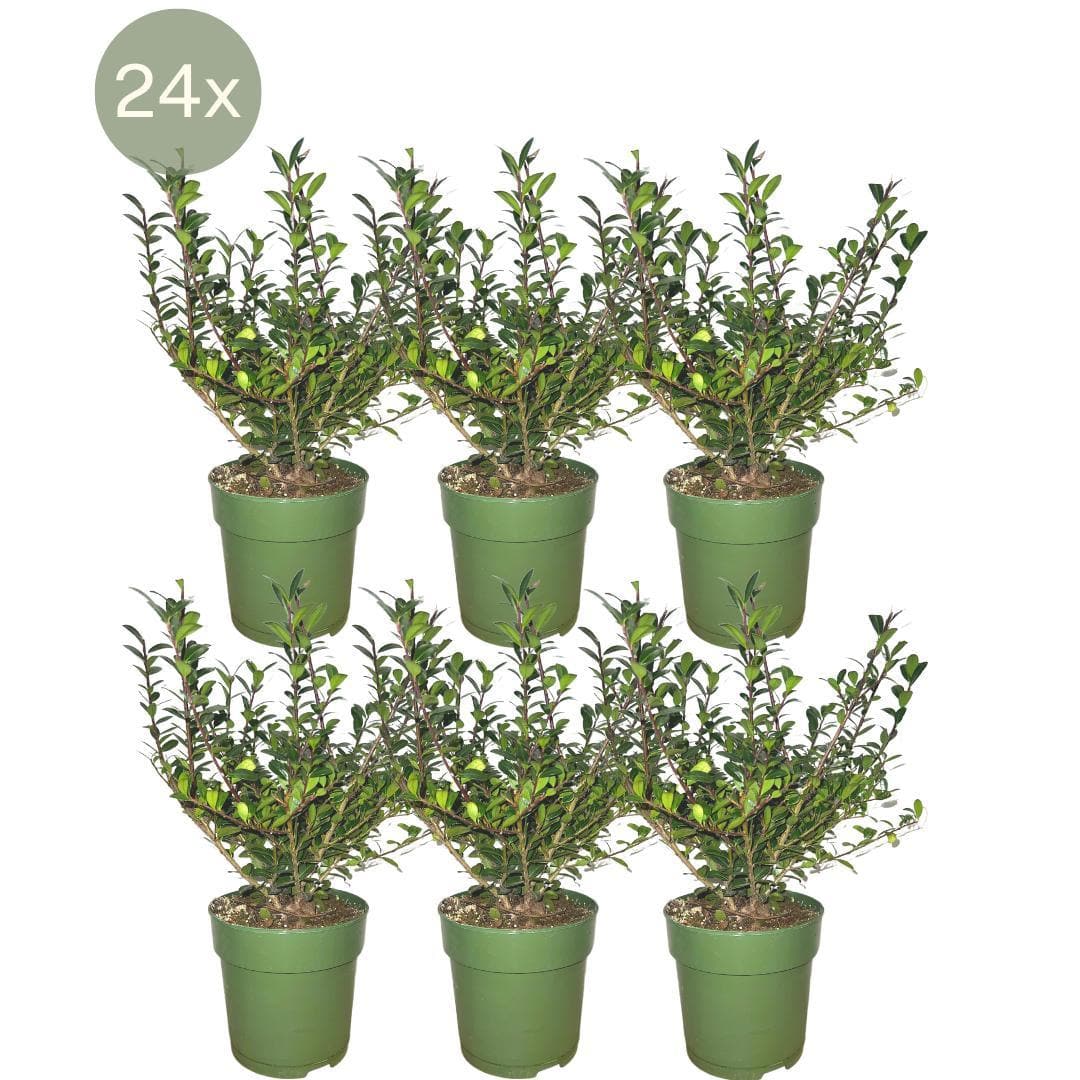 Plants by Frank - 1 Meter Stechpalmen Hecke - Ilex crenata 'Jenny'® - Pflanzenset mit 6 winterharten Heckenpflanzen - Immergrüne Hecke - Direkt von der Gärtnerei geliefert - grüne-wurzel