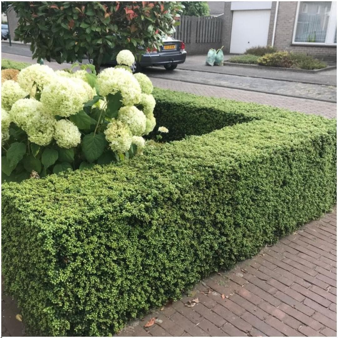 Plants by Frank - 1 Meter Stechpalmen Hecke - Ilex crenata 'Jenny'® - Pflanzenset mit 6 winterharten Heckenpflanzen - Immergrüne Hecke - Direkt von der Gärtnerei geliefert - grüne-wurzel