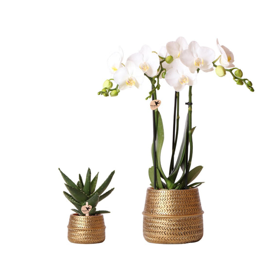 Kolibri Company - Pflanzenset Groove gold | Set mit weißer Phalaenopsis Orchidee Amabilis Ø9cm und grüner Sukkulente Aloe Brevifolia Ø6cm | inkl. goldenen Keramik-Ziertöpfen - grüne-wurzel