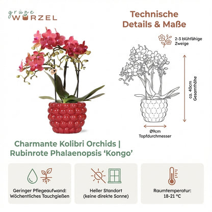 Charmante Kolibri Orchids | Rubinrote Phalaenopsis Orchidee "Kongo" im Beerentopf | Ø9cm - 40cm | Elegante Innenraum Akzentpflanze, Zimmerpflanze