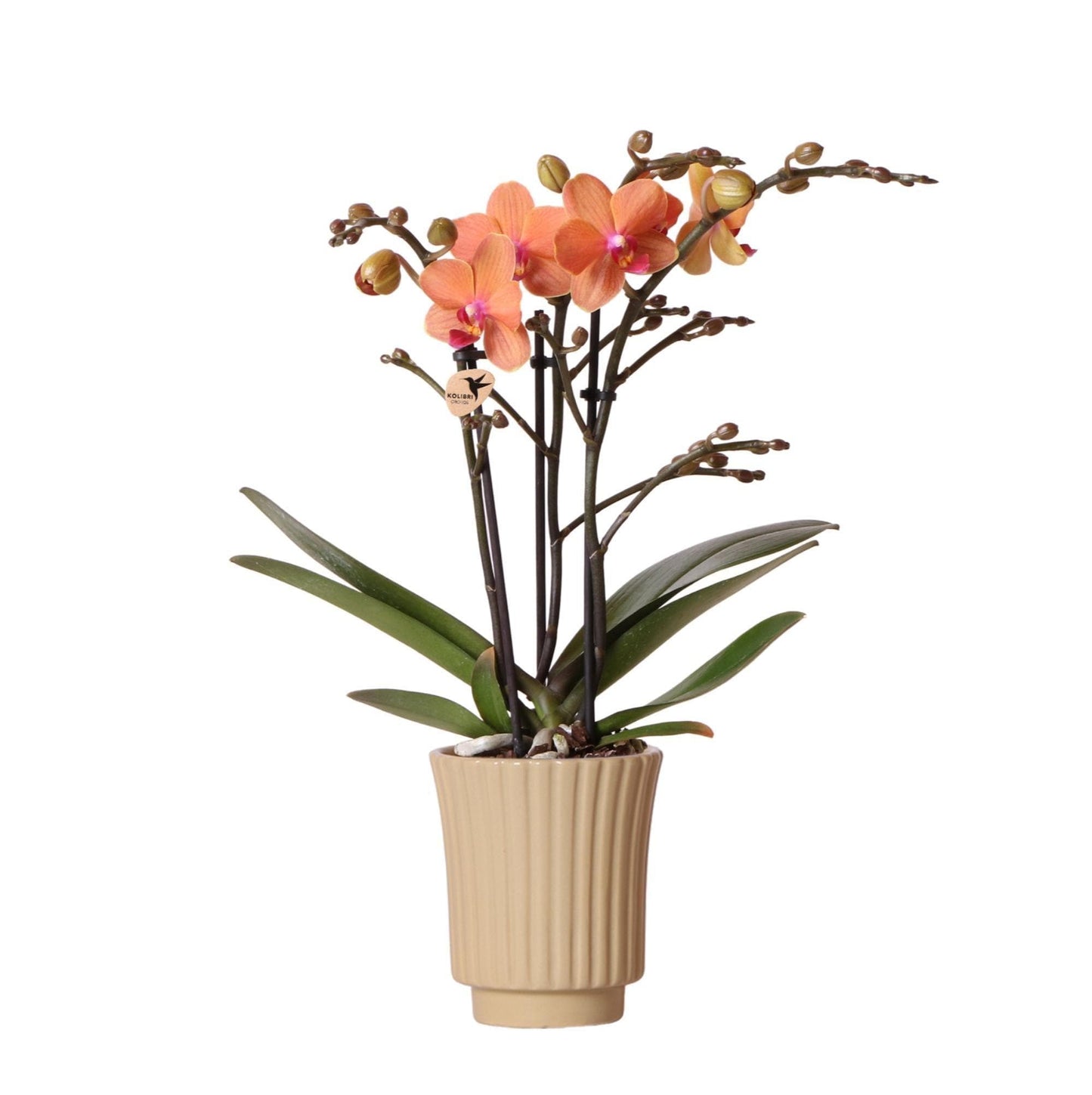 Kolibri Orchids | Orange Phalaenopsis Orchidee - Mineral Bolzano + Retro khaki - Topfgröße Ø9cm | blühende Zimmerpflanze - frisch vom Züchter - grüne-wurzel