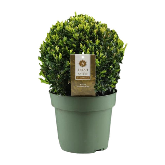 Buxus Semp. Ball Ø25cm P21 - Ø21cm - ↕40cm - grüne-wurzel