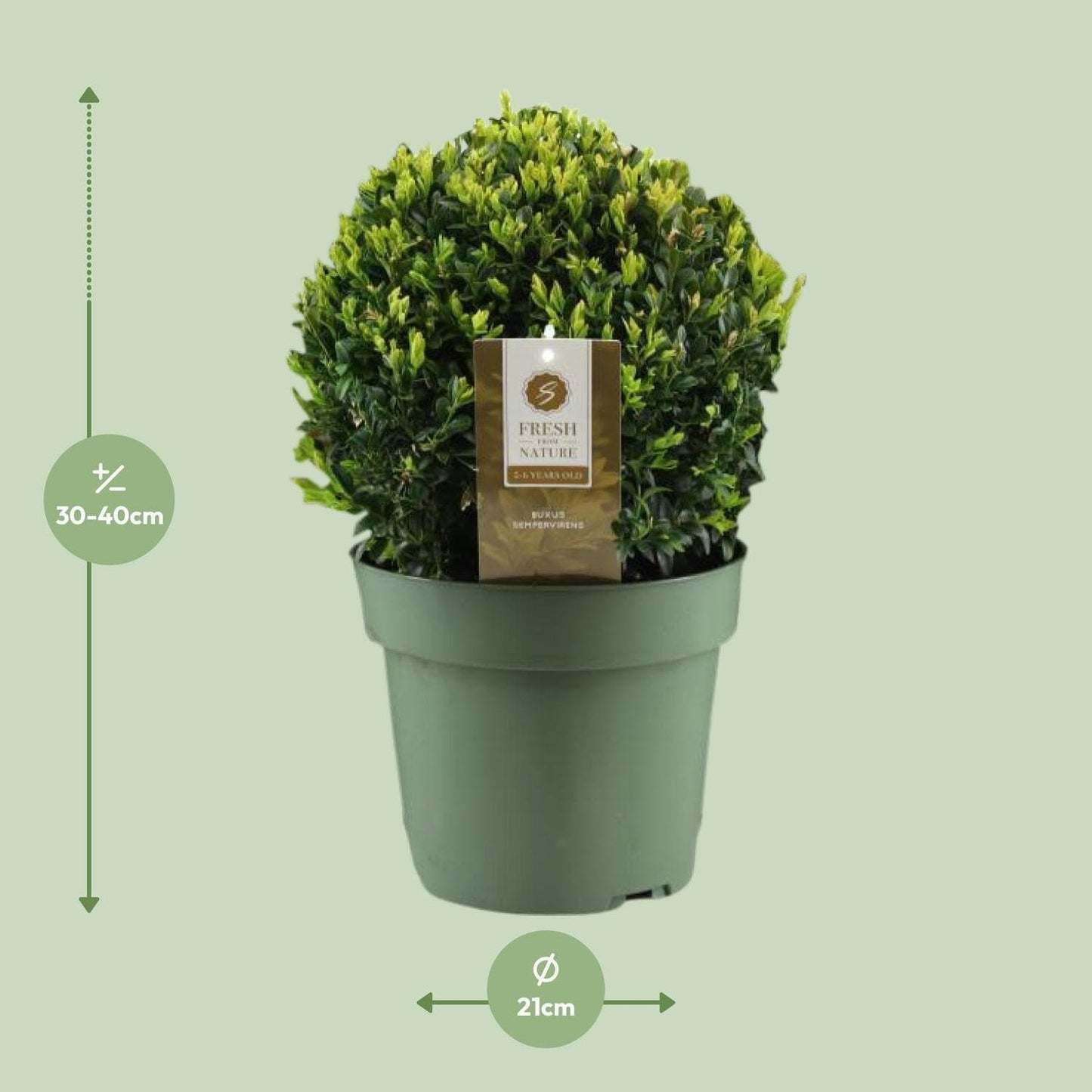 Buxus Semp. Ball Ø25cm P21 - Ø21cm - ↕40cm - grüne-wurzel