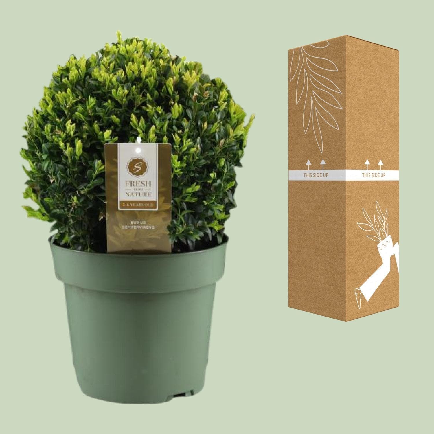 Buxus Semp. Ball Ø25cm P21 - Ø21cm - ↕40cm - grüne-wurzel