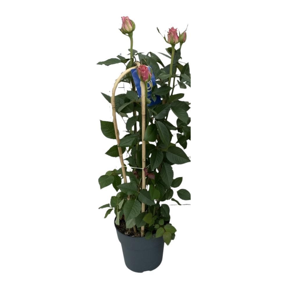 ROSA ELEGANCE SKYLA - Ø21cm - ↕75cm - grüne-wurzel