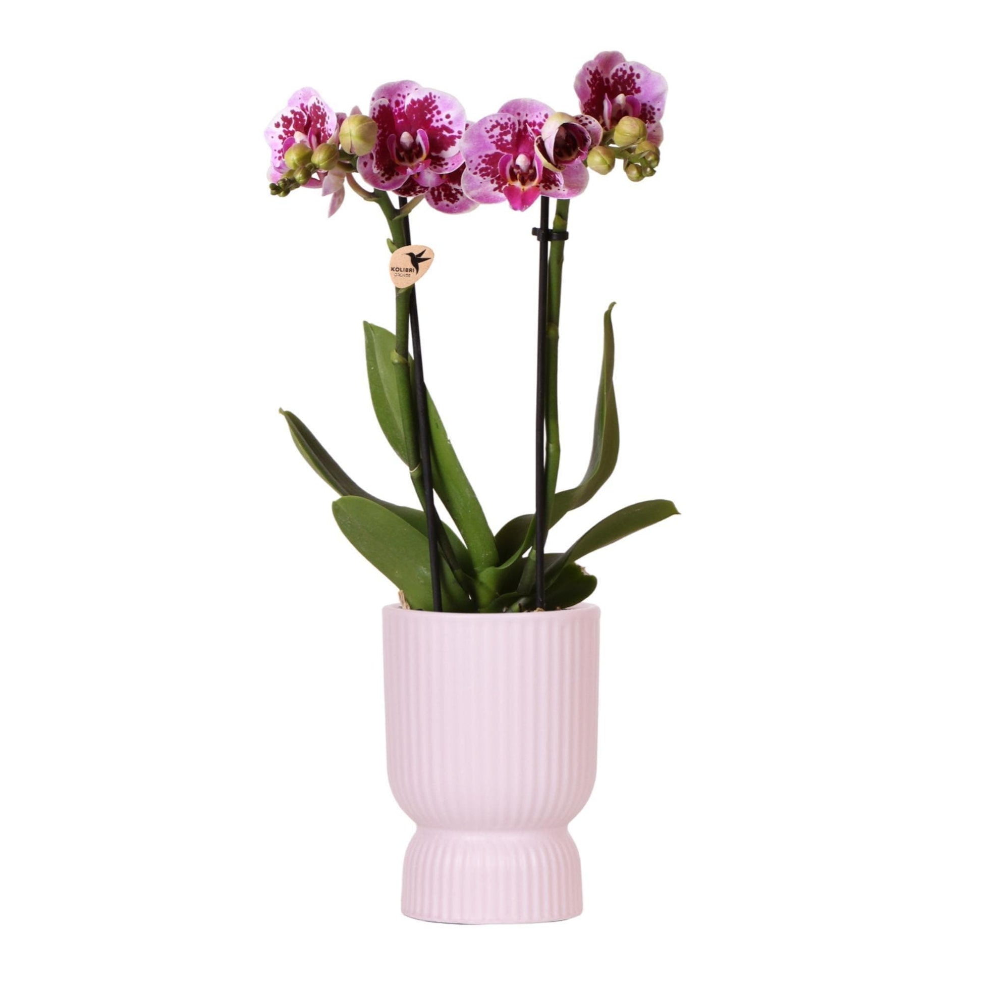 Kolibri Orchids | rosa lila Phalaenopsis Orchidee - El Salvador + Diabolo pink - Topfgröße Ø9cm | blühende Zimmerpflanze - frisch vom Züchter - grüne-wurzel