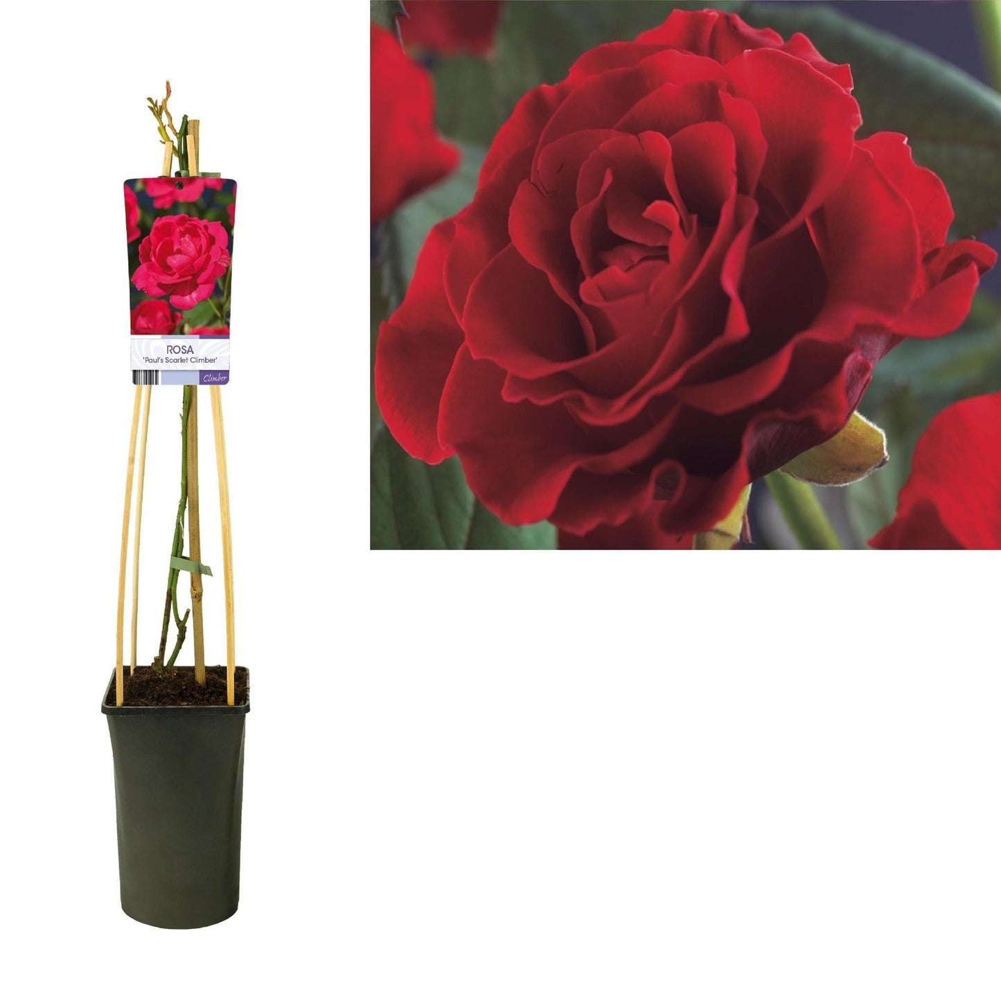 Rosa 'Paul's Scarlet Climber' +light Label - grüne-wurzel