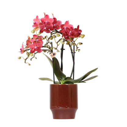 Kolibri Orchids | rote Phalaenopsis-Orchidee - Congo + Classy red- Topfgröße Ø9cm | blühende Zimmerpflanze - frisch vom Züchter - grüne-wurzel