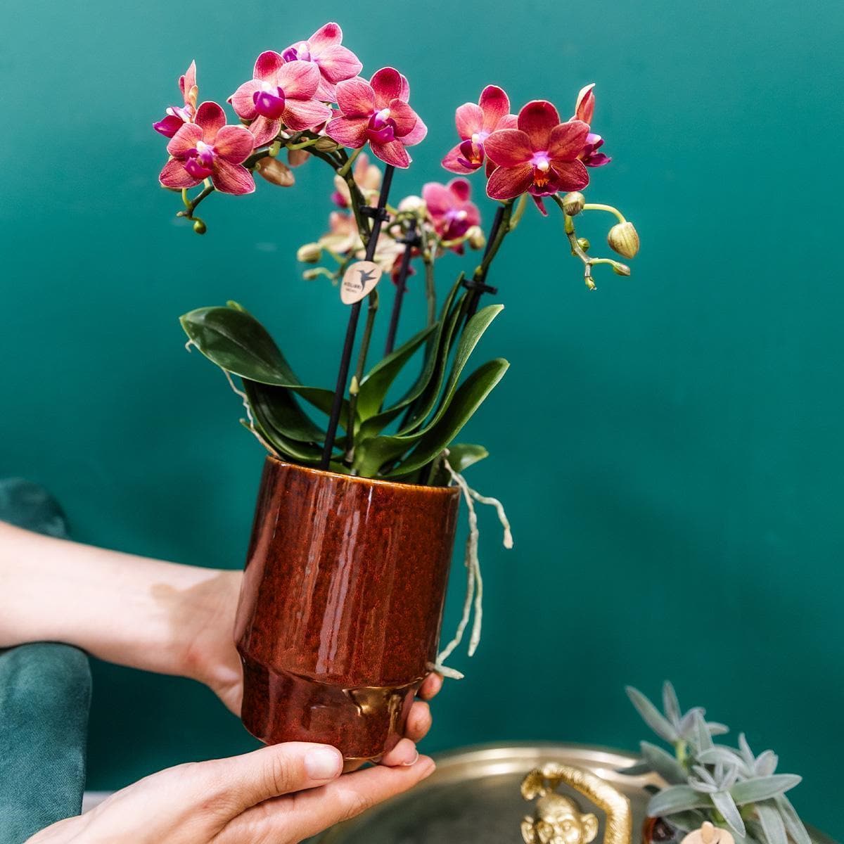 Kolibri Orchids | rote Phalaenopsis-Orchidee - Congo + Classy red- Topfgröße Ø9cm | blühende Zimmerpflanze - frisch vom Züchter - grüne-wurzel