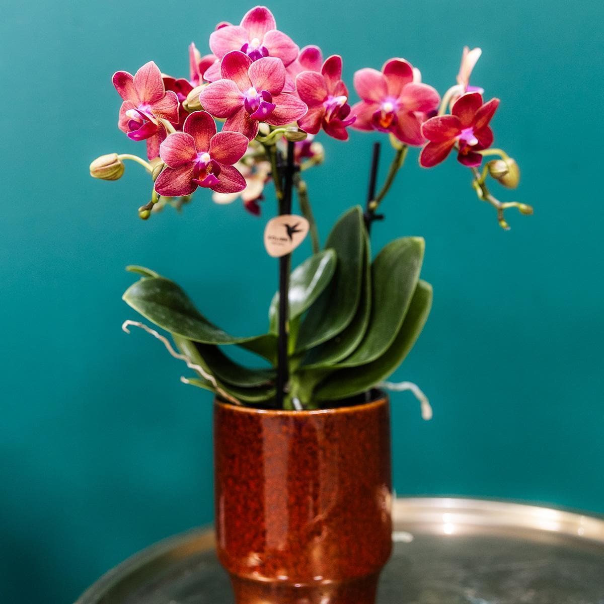 Kolibri Orchids | rote Phalaenopsis-Orchidee - Congo + Classy red- Topfgröße Ø9cm | blühende Zimmerpflanze - frisch vom Züchter - grüne-wurzel