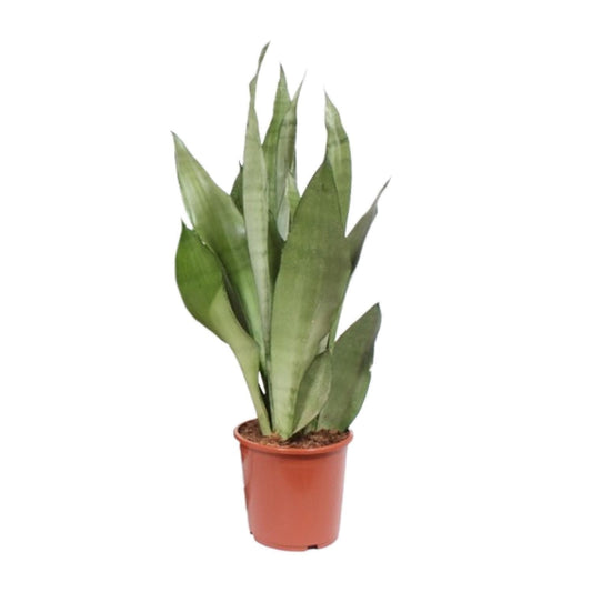 Sansevieria Moonshine - Ø17cm - ↕60cm - grüne-wurzel