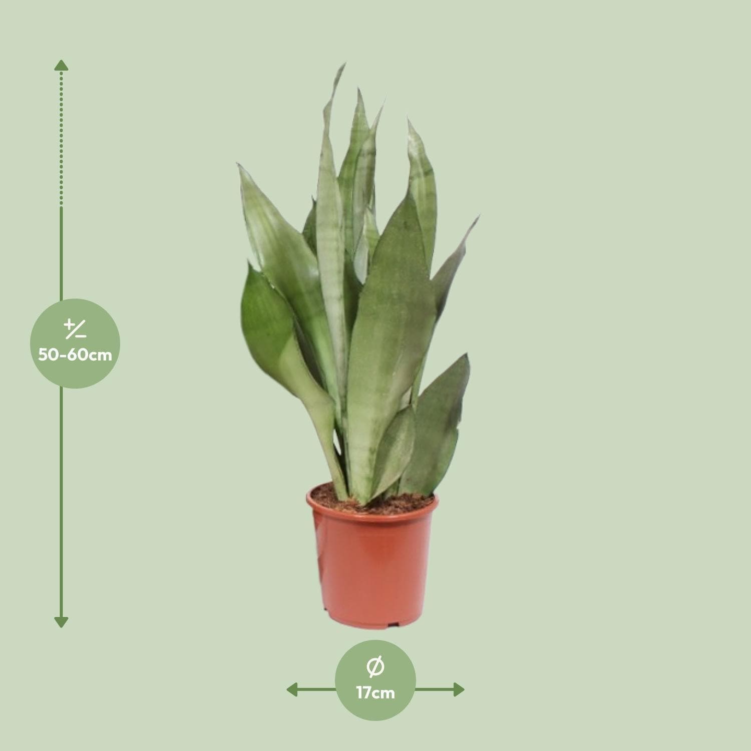 Sansevieria Moonshine - Ø17cm - ↕60cm - grüne-wurzel