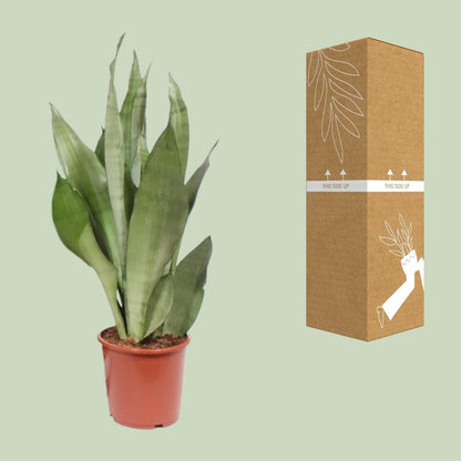 Sansevieria Moonshine - Ø17cm - ↕60cm - grüne-wurzel