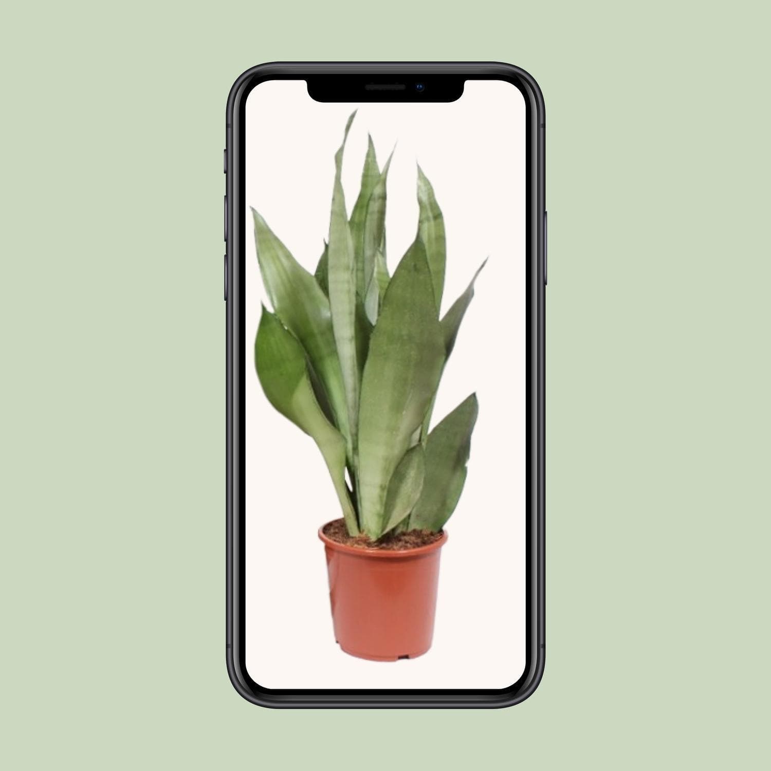 Sansevieria Moonshine - Ø17cm - ↕60cm - grüne-wurzel