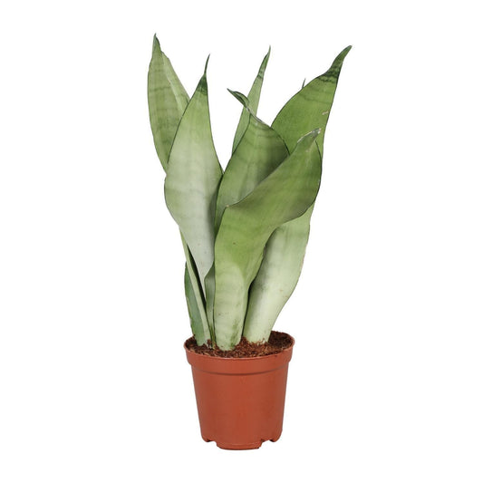 Sansevieria Trifasciata Moonshine - Ø12cm - ↕30cm - grüne-wurzel