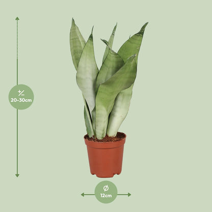 Sansevieria Trifasciata Moonshine - Ø12cm - ↕30cm - grüne-wurzel