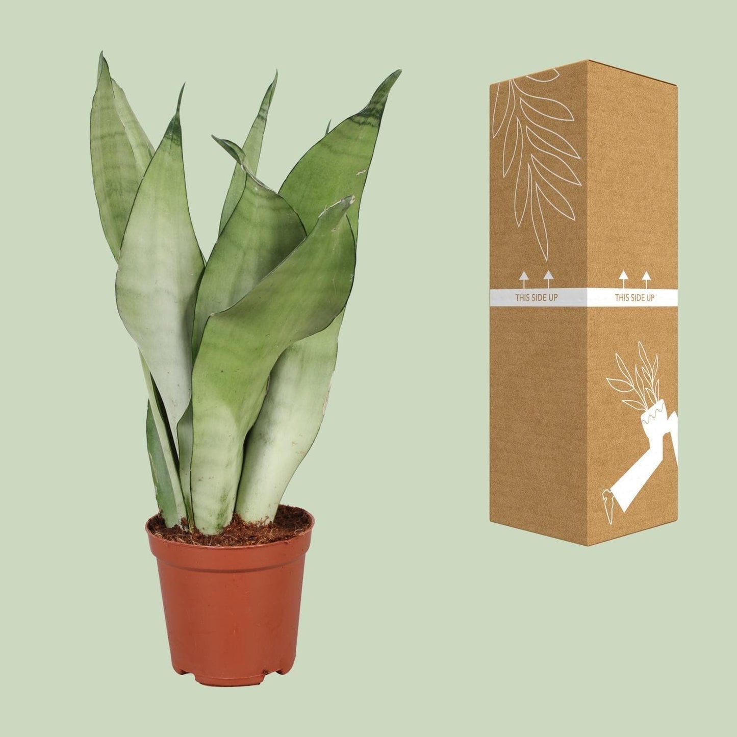 Sansevieria Trifasciata Moonshine - Ø12cm - ↕30cm - grüne-wurzel