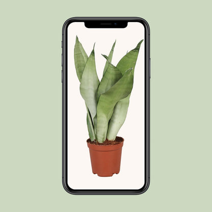 Sansevieria Trifasciata Moonshine - Ø12cm - ↕30cm - grüne-wurzel