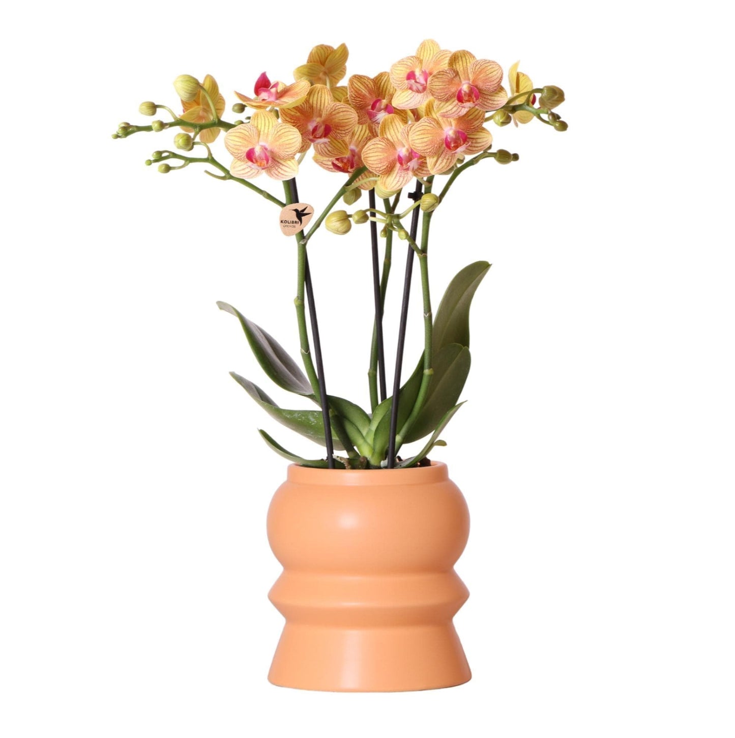 Kolibri Orchids | Orange Phalaenopsis Orchidee - Jamaica + Tower Ziertopf Pfirsich - Topfgröße Ø9cm - 40cm hoch | blühende Zimmerpflanze im Blumentopf - frisch vom Züchter - grüne-wurzel